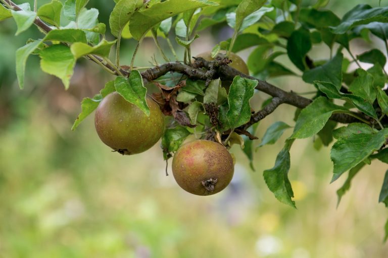 Apples orchards and rural crafts Credit Gavin Dickson 2 768x512