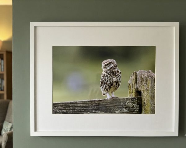 "Hoo Said You Could Take My Picture?