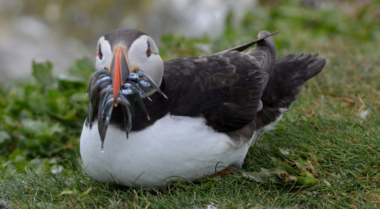 Puffin15 768x423