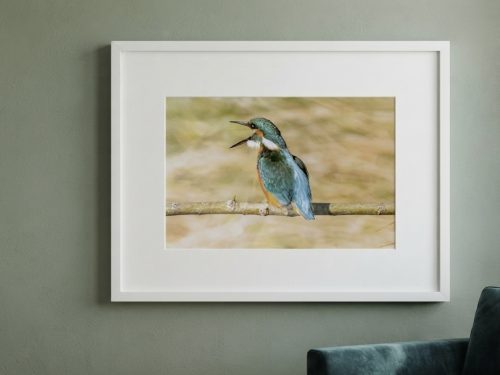 bev goss kingfisher The gossiping kingfisher
