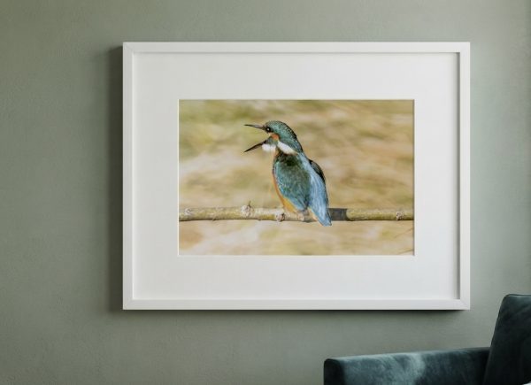 The gossiping kingfisher